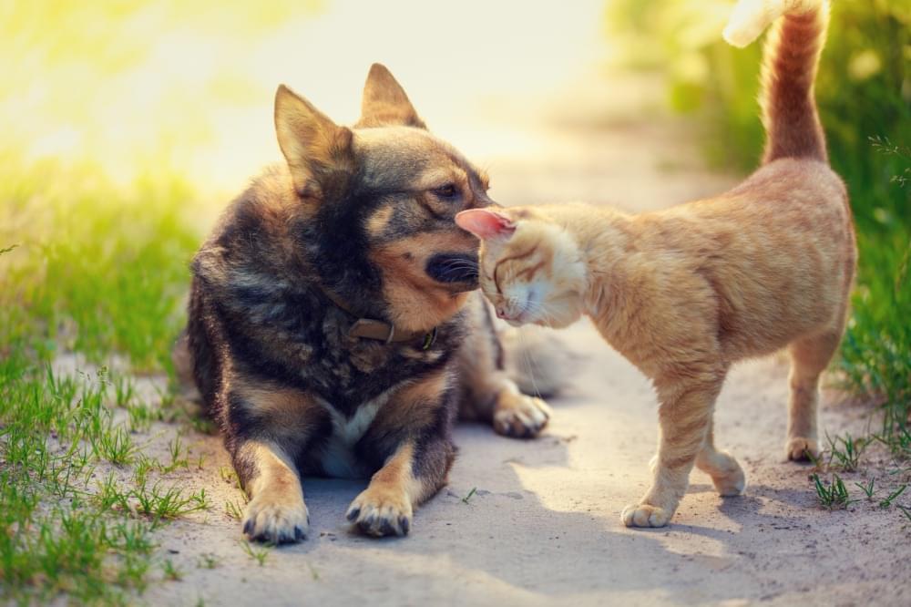 犬と猫