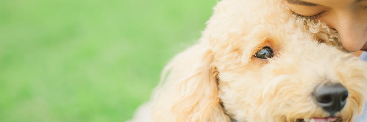 犬
